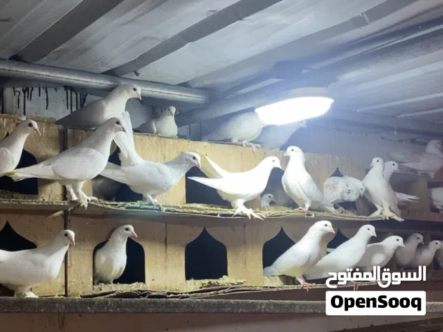 متوفر حمام بصحه جيده للبيع