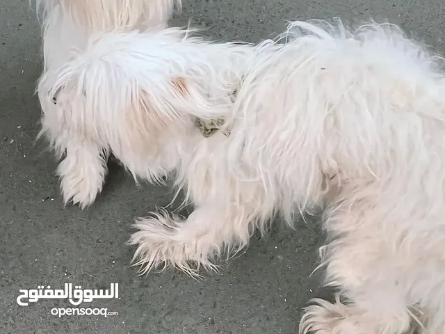 كلاب اناث مالتيزر معقمين في جدة المملكة العربية السعودية
