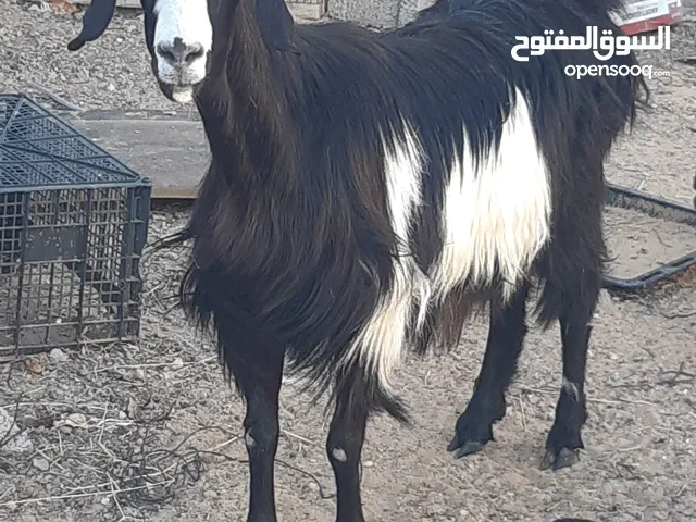 عنز جامعة للبيع او الاستبدال