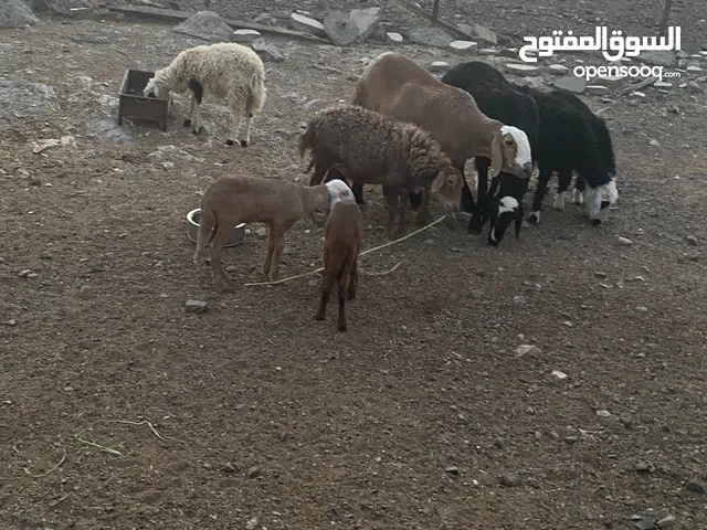 جعد للبيع ھنتين تھجين سودانيات تحتھن مواليد حملات ووحدة عمانية تحتھا حملات اثنين ووحدة تھجين نجدي