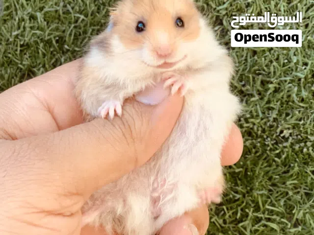 يالله متوفر هامسترات روسي قزم وسوري اسعار كلش مناسبه