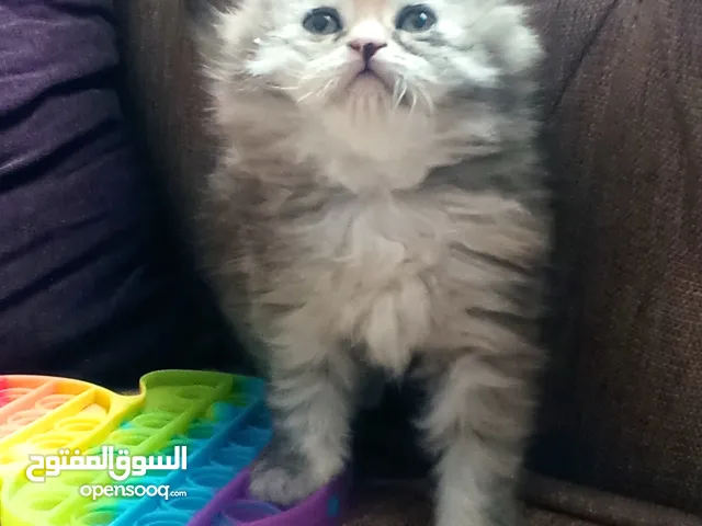 قطة انثى عمر 50 يوم