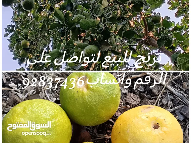 نرنج للبيع