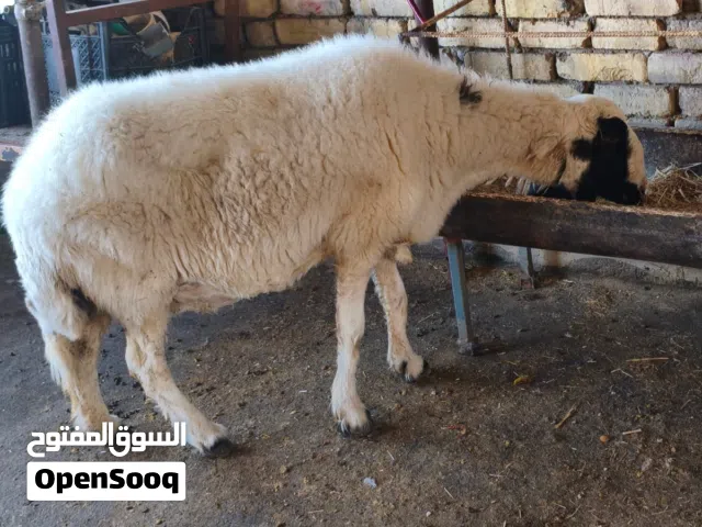 سلام عليكم نعجه خشنه كلش ومضرع وسالمه سن وشطر وعين حلال نظيف ومال جناي الوصف الجوه
