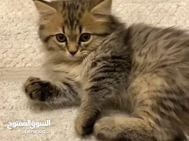 قطط شيرازي للبيع عمر 3 شهور