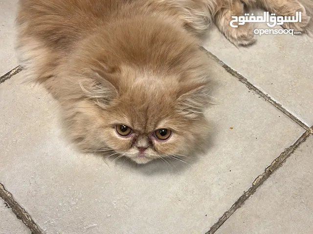 High Quality Persian Breed Kitten