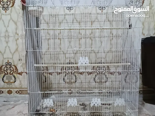 قفص طيور للبيع نضيف وكامل سعر 55