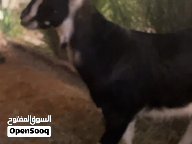 تيس للبيع 1000 درهم