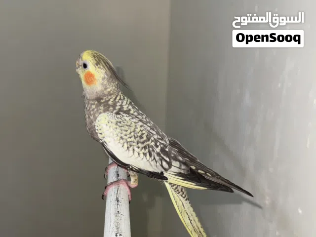كوكتيل اليزابيل اليف
