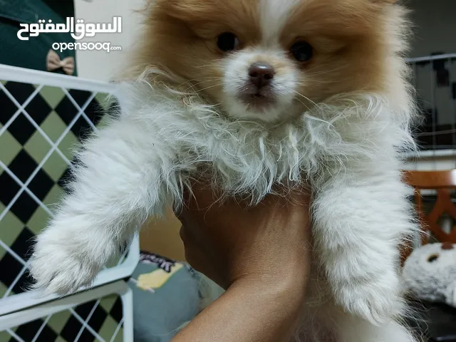 كلبة بومرينيان العمر 3 شهور