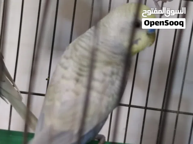 السلام عليكم. كوبيه ربي يبارك