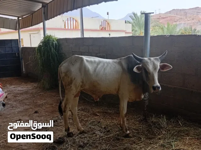 البيع عجلان ................. سعر حسب حجم .................... .....................................