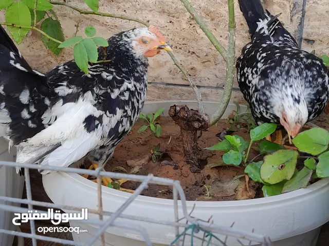 2 كوبيات كيني فولي رجل قصيره