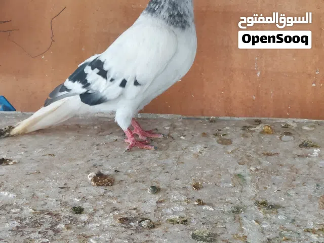 متاح فحلين نوريات وطيرتين شغالات