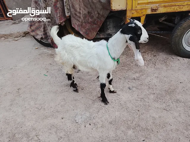 صخله افقانيه ماراكبه مالت بيت للبيع وينه الجناي