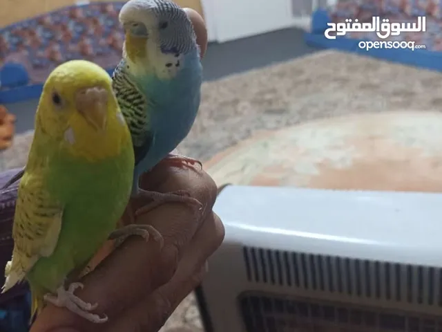 متااح جوز كنار الفحل جوكر وجوز حب اليفات جدا اقرأ الوصف