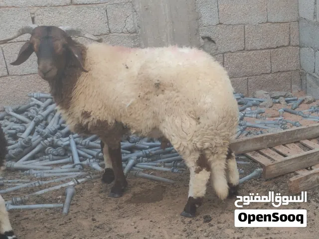 خروف للبيع