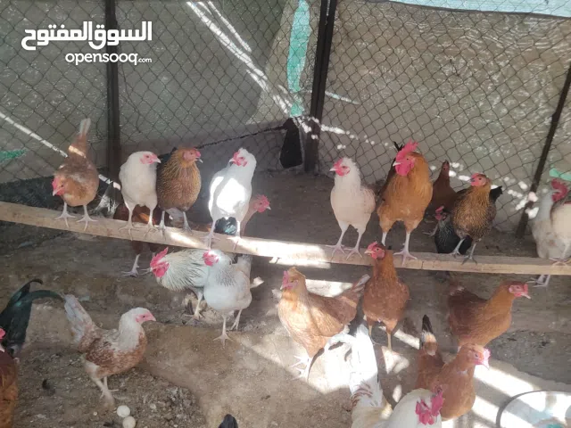 للبيع دياي  يبيضن  بغزاره تبارك الرحمان