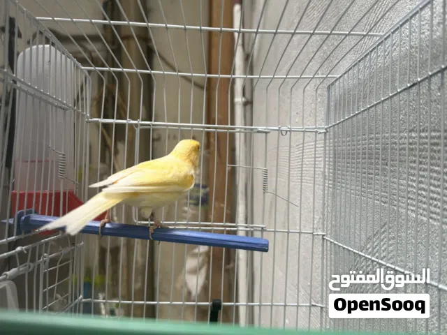 كناري دكر اصفر