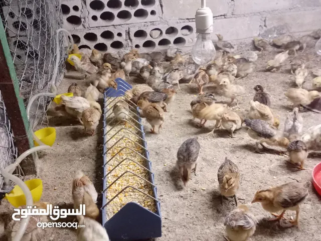 صوص بلدي عمر 38 يوم صوص بلدي عمر 18 يوم