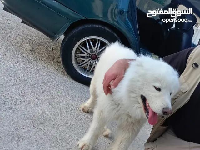كلب سامويد