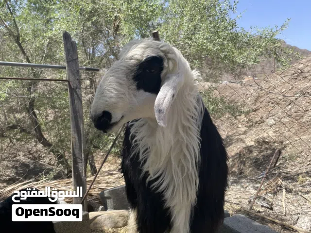 كبشش للبيع