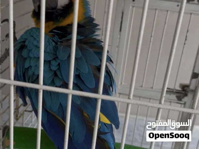 بغبغاء مكاوي متحدث أليف للبيع