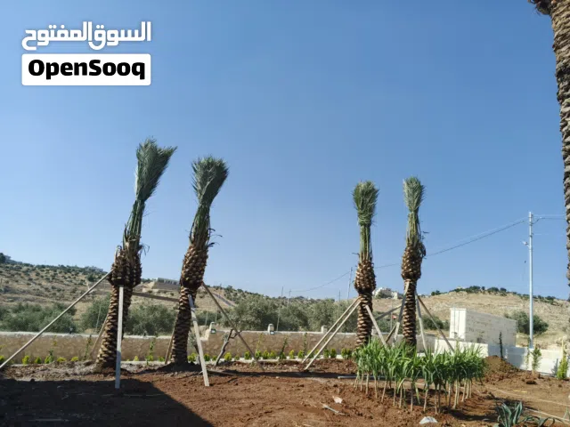 افضل انواع النخيل المثمر وأشجار المثمرة الزينة