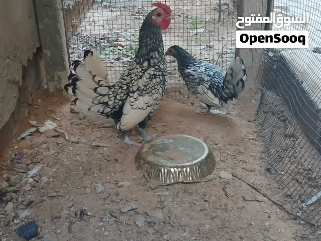 كوبية دجاج سبرايت أنيق ربي يبارك الدجاجه علي فتوح للبيع