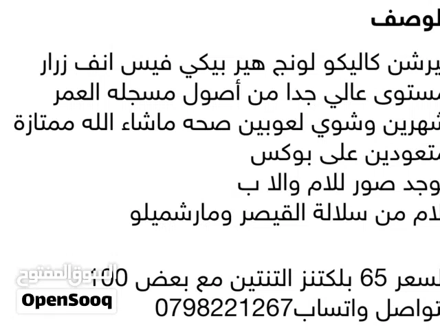 كتنز بيرشن كاليكو