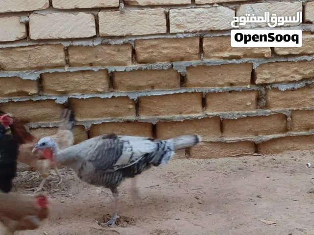 دجاجه ديك رومي للبيع