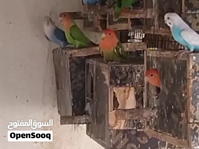 طيور روز محلي ومنتجه