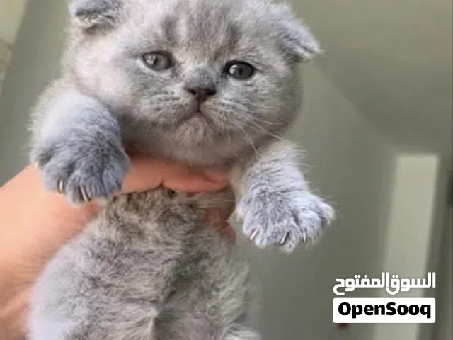 قط بريتي شهرين