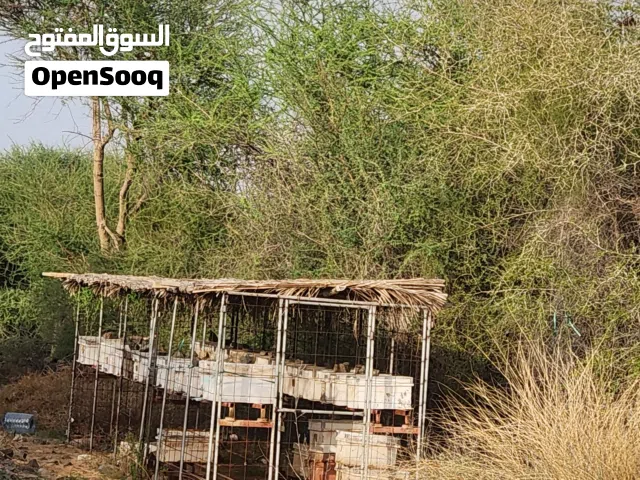 منحل كامل للبيع خلايا نحل  عمانيه