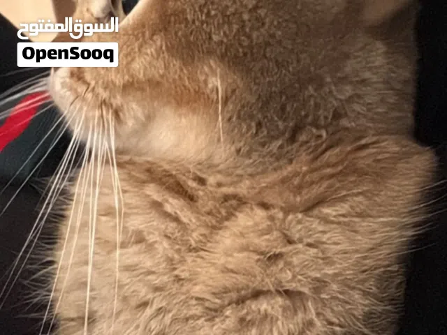 انثى منتجه للبيع