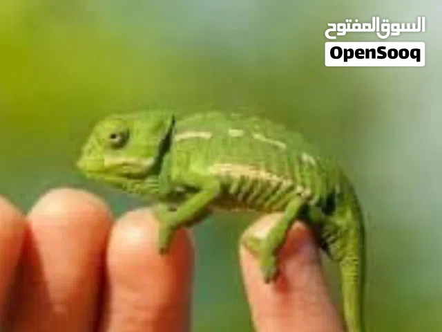 حرباي حجم جامبوا. اليفه جدا.  ترببه مزرعه بحاله صحيه ممتازه. واليفه جدا ع الاطفال ومفيده جدا للزريعه