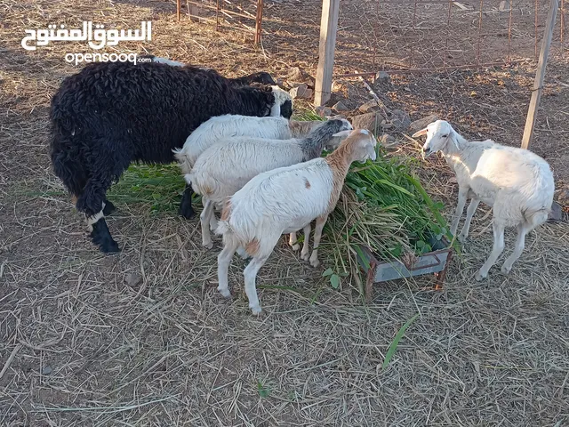 خرفان يمنيه . النوع الصغير العدد5 الرأس 35 1 كبش 4 حملات