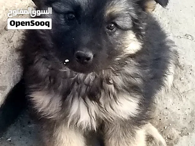 جيرمن 7 اصابع