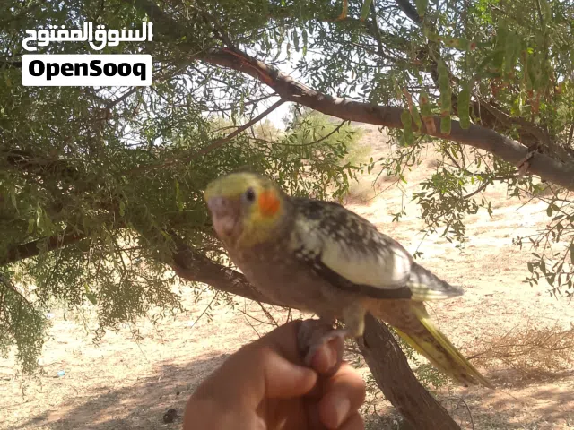 متوفر كوكتيل مروض للبيع (ككله جبل الغربي)