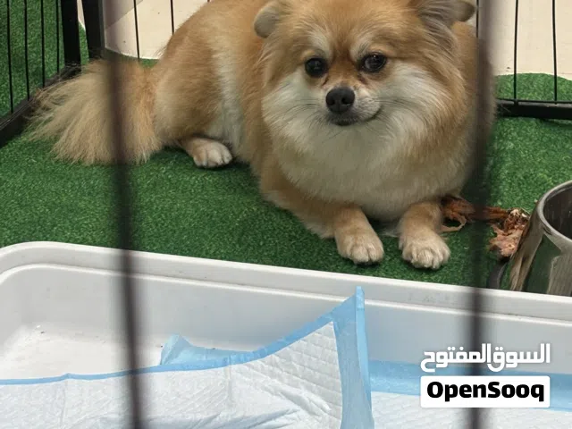 كلبه انثى للتزواج
