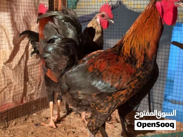 للبيع ديك بحريني