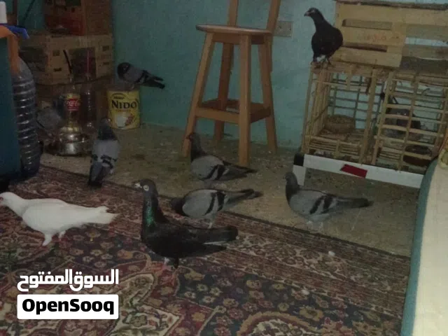 حمام زاجل مستوى عالي اصلي