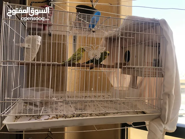 Breeding pair with cage with breeding box