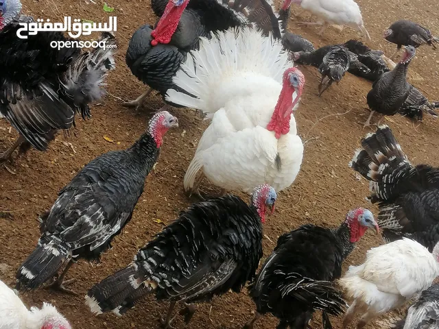 حبش بياض ابيض و اسود للبيع