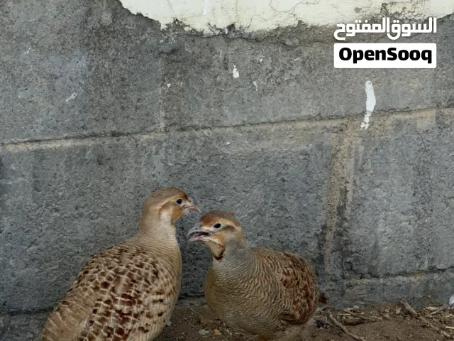 زوج صفارد باكستاني