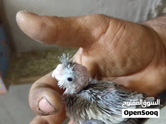 افراخ كوكتيل انكليزي اقره الوصف ياالله اتراسل