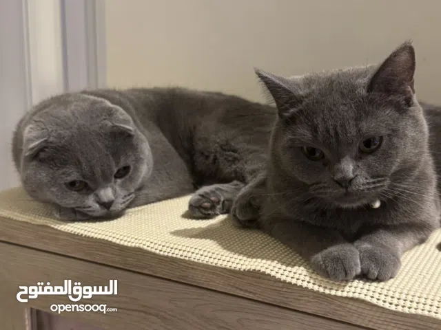 عندي قطتين نثيه وذكر عمرهم سنه سكوتش