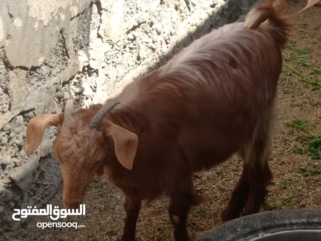 للبيع صخله