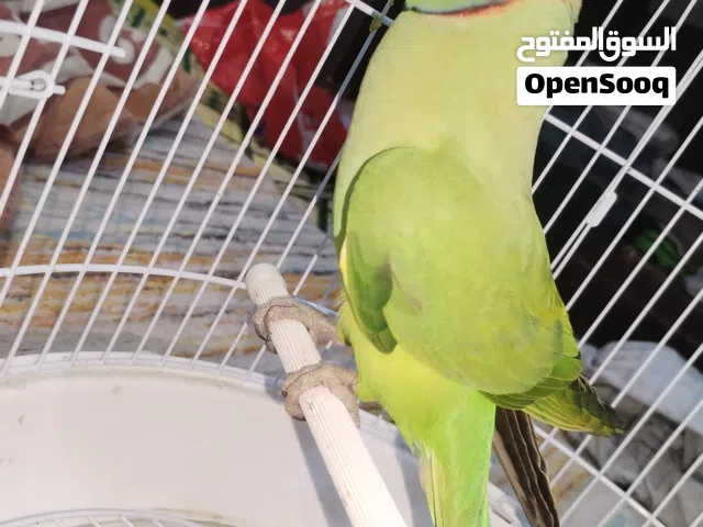 ببغاء شبه ربوه حنون دره