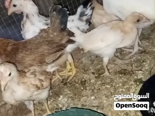 السلام وعليكم فرايرج كوتي و بيهن زغار العد 3 زواج وتك أبو اركيبه عرف تاج سعرهن 35 شلع و بيهن مجال
